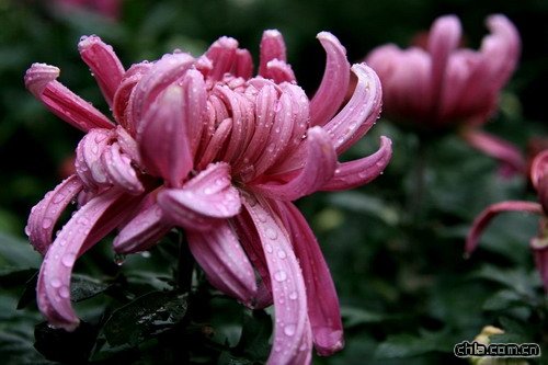 �ջ���ˎ�Ãrֵ(�D)