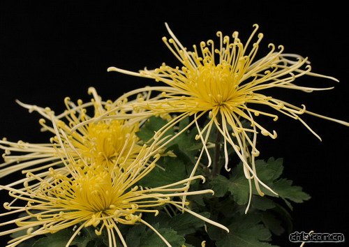 �ջ��Ĉ@����;(�D)