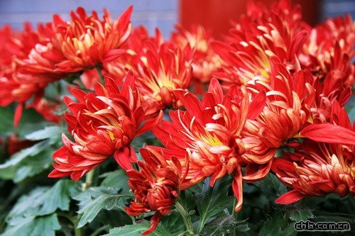 �ջ����Ї��İl(f��)չʷ(�D)