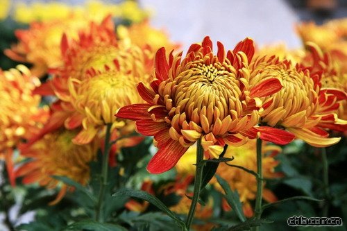 ����A���ջ��܃�(�D)