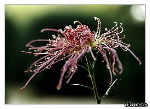 �ջ��ķ��(�M�D)