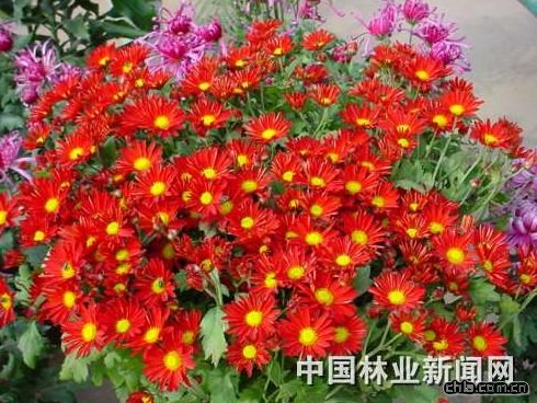 �����ջ������ҷ���ʥ��(�D)