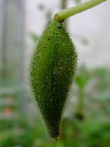 �P�ɻ��N��