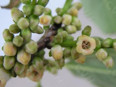 ���w�ӷN��