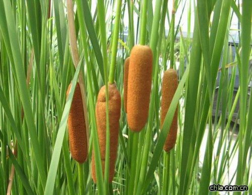 �{�������M����ˮ��ֲ��(�D)