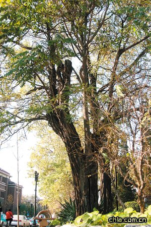 ���������������� ʮ���dδ���x(�D)