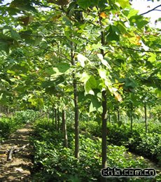 �ߴ��������s���R��ľ