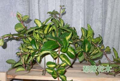 ���~���m���༼�g