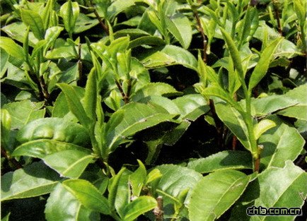 ����ɽ��t�۲���״����N���V�|(�D)