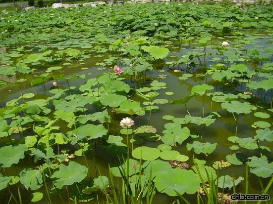 ���޽���Փ��������ַ���O�ȭh���G�����칤��