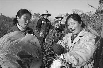 �D�ģ���ɽ�^�@�־ֽM���@���������һ֦�S����