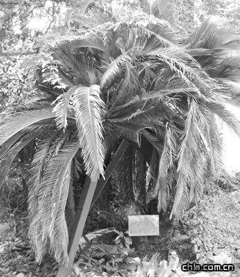 �����������Ř���ľ����o