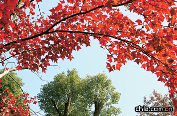 �������g���f�걱���ʘ�Ⱦ�t���(�D)