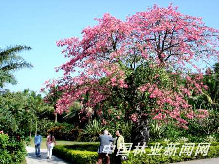 ������ľ�޳������^���M֦