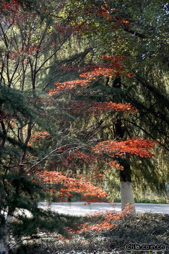 ������ʾ�(�M�D)