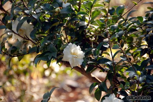 ������ʾ�(�M�D)