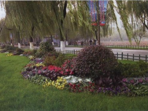 �D2���ݰ׵̲�ƺ�����ϻ���