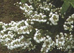 ѩ���������