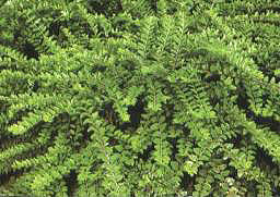 ��֦���G�̶�