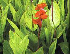 ���~���˽�