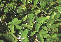 ���G������