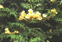 �����S������