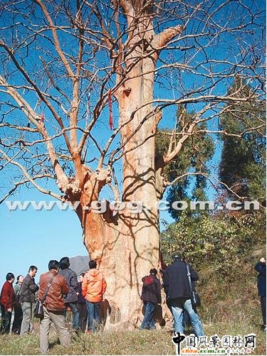 �e���o�p��ǧ�ꡰ��ޱ�������o����(�D)