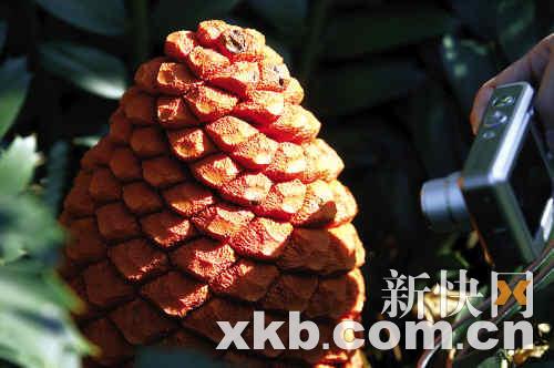 �A��ֲ��@�lΣ�F��(sh��)�_(k��i)�t��(�D)