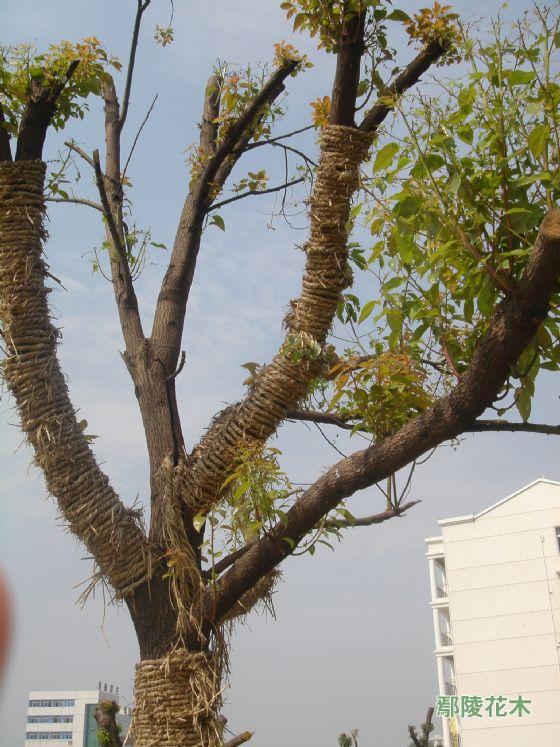 大樟樹