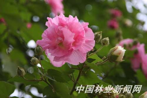 �G����ʵ�ľܽ��