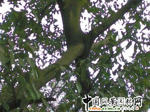 �ؑc�����Յ^(q��)�U���@�F(xi��n)30�ꡰ���ޡ��S���(sh��)(�D)