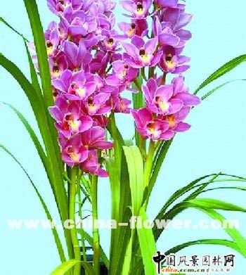 ��ޥ�m�Nֲ���gָ��