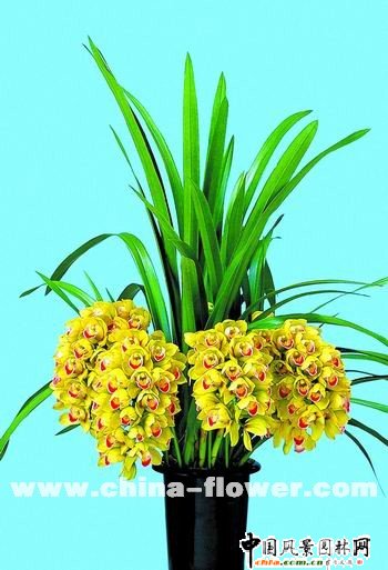 ��ޥ�mƷ�N�p��(�M�D)