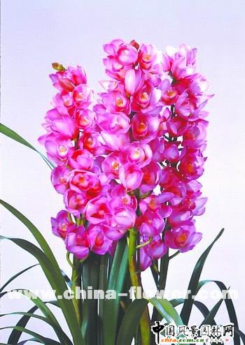 ��ޥ�mƷ�N�p��(�M�D)