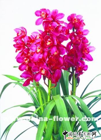 ��ޥ�mƷ�N�p��(�M�D)