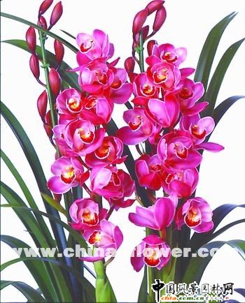 ��ޥ�mƷ�N�p��(�M�D)