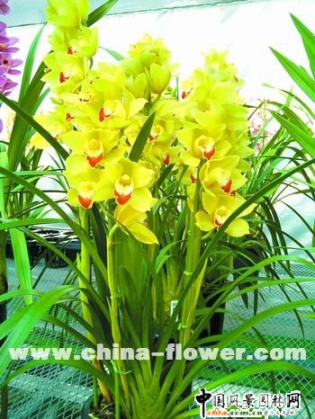 ��ޥ�mƷ�N�p��