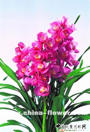 ��ޥ�mƷ�N�p��