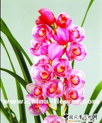 ��ޥ�mƷ�N�p��(�M�D)