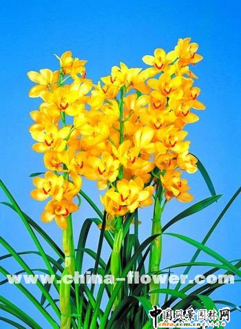 ��ޥ�mƷ�N�p��(�M�D)