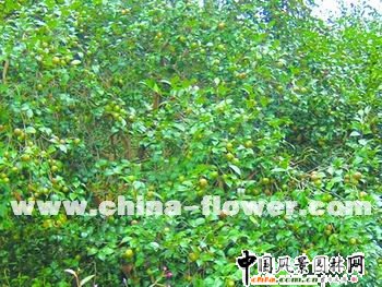 ��������Ͳ��޽Ӳ軨