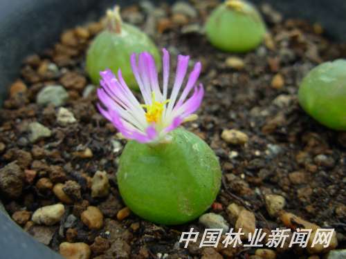 �����ɐ۵ğ���