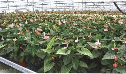 ���Լt�Ɵo�����༼�g