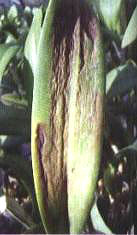 �D11  �����h�߲�