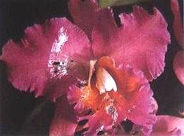 �D16  ����Σ��