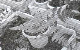 ��βާ����ֲ��ʬF�����ˑB