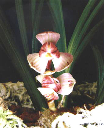 �ۺ�2006���_Ʒ