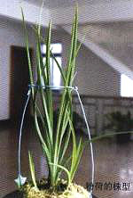 �ۺɵ�����