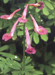 �������������،�