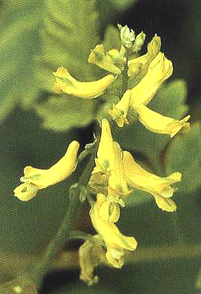 �_���S�������،�